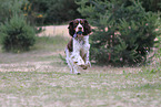 playing English Springer Spaniel