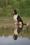 sitting English Springer Spaniel