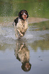 running English Springer Spaniel