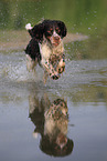 running English Springer Spaniel