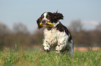 playing English Springer Spaniel