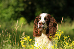 English Springer Spaniel Portrait