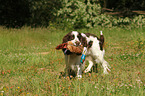 retrieving English Springer Spaniel