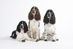 3 English Springer Spaniel