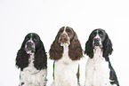 3 English Springer Spaniel