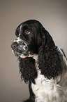 English Springer Spaniel Portrait