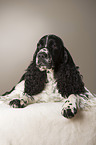 lying English Springer Spaniel