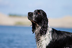 English Springer Spaniel Portrait