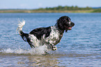 running English Springer Spaniel