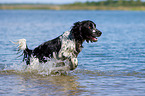 running English Springer Spaniel