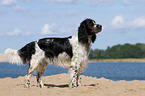 English Springer Spaniel