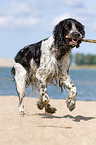 playing English Springer Spaniel