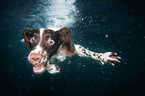 diving English Springer Spaniel