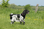 walking English Springer Spaniel