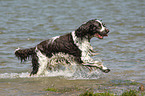 running English Springer Spaniel