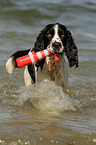 English Springer Spaniel