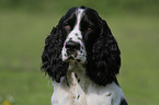 English Springer Spaniel Portrait
