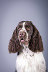 English Springer Spaniel Portrait