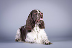 lying English Springer Spaniel