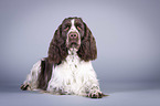 lying English Springer Spaniel