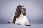 lying English Springer Spaniel