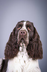 English Springer Spaniel Portrait