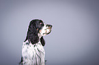 English Springer Spaniel Portrait