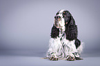 lying English Springer Spaniel