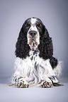 lying English Springer Spaniel