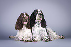 two English Springer Spaniels