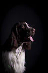 English Springer Spaniel Portrait