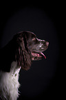 English Springer Spaniel Portrait
