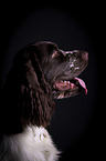 English Springer Spaniel Portrait