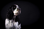 English Springer Spaniel Portrait