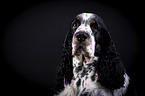 English Springer Spaniel Portrait