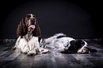 two English Springer Spaniels