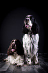 two English Springer Spaniels