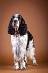 standing English Springer Spaniel