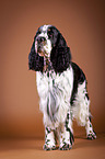 standing English Springer Spaniel