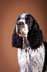 English Springer Spaniel Portrait