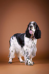 standing English Springer Spaniel