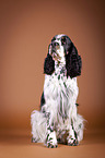 sitting English Springer Spaniel