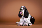 lying English Springer Spaniel