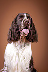 English Springer Spaniel Portrait