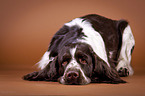 lying English Springer Spaniel