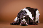 lying English Springer Spaniel