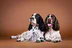 two English Springer Spaniels