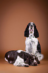 two English Springer Spaniels