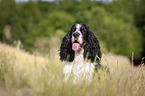 lying English Springer Spaniel