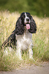 sitting English Springer Spaniel